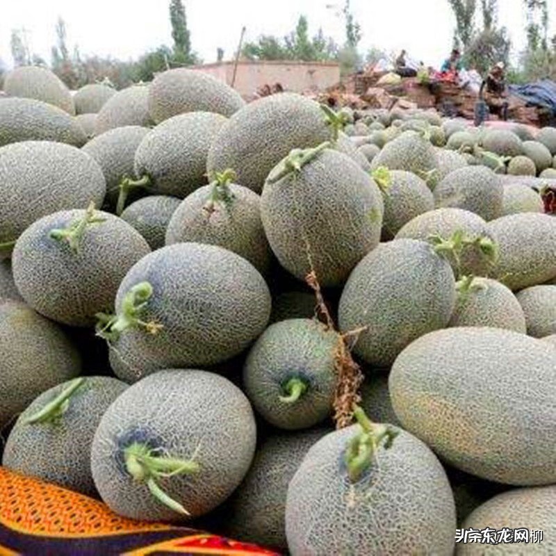 哈密瓜的寓意及象征 哈蜜瓜