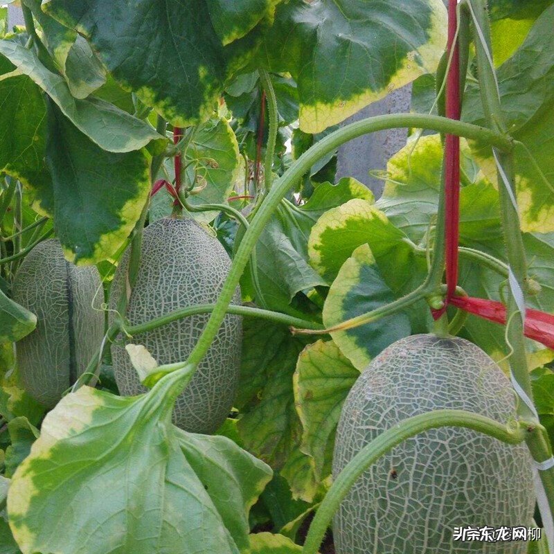 哈密瓜的寓意及象征 哈蜜瓜