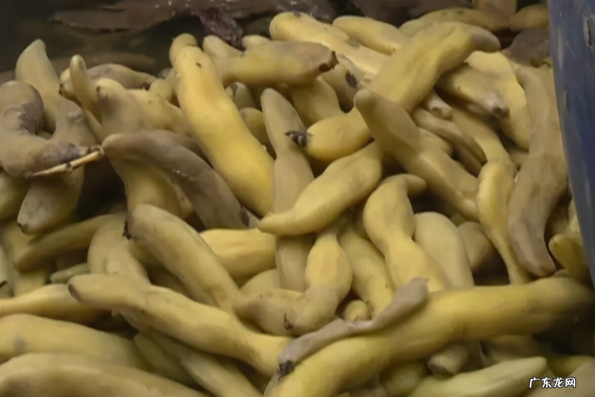 赖葡萄有什么寓意 赖葡萄长什么样图片