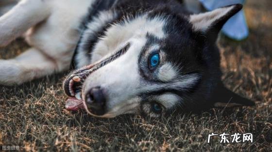 发狗狗的幽默说说短句 单身狗狗的那些幽默的朋友圈说说搞笑