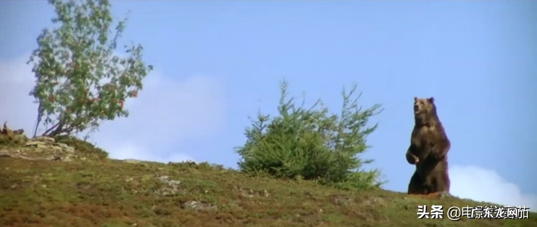 森林猎人车图片 森林猎人电影