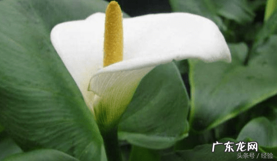 一帆风顺花对人体有害吗 一帆风顺花有毒吗 一帆风顺花的作用