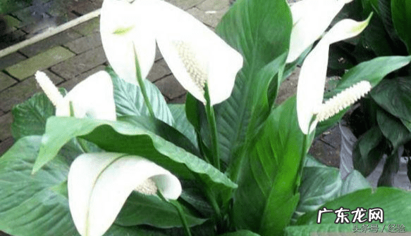 一帆风顺花对人体有害吗 一帆风顺花有毒吗 一帆风顺花的作用