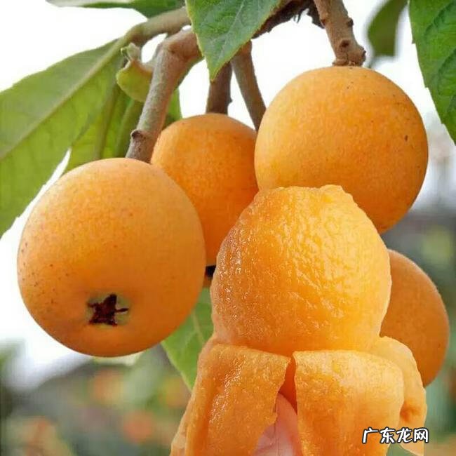 枇杷育苗 枇杷苗种植