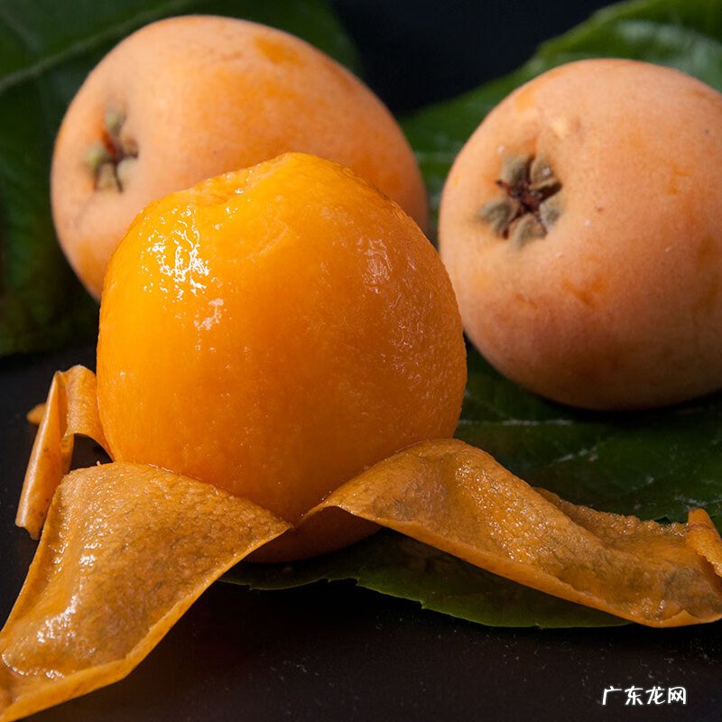 枇杷育苗 枇杷苗种植