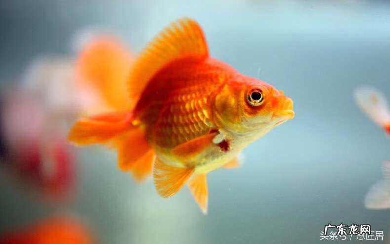 养孔雀鱼有啥风水 孔雀鱼 风水
