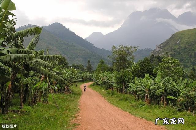 国内咖啡种植 咖啡种植地区