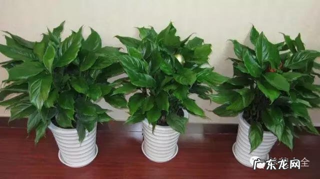 来宾风水图 来宾风水最好地方