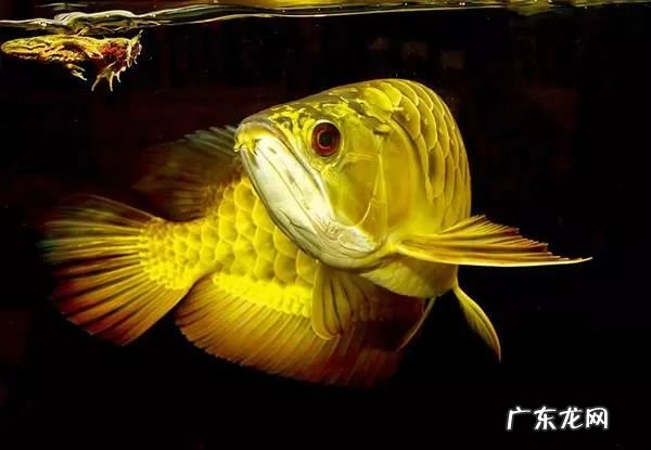 如何养好金龙鱼 养金龙鱼有什么风水
