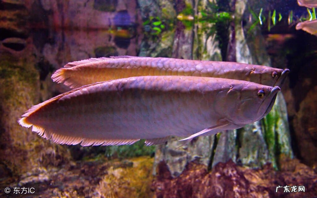 如何养好金龙鱼 养金龙鱼有什么风水