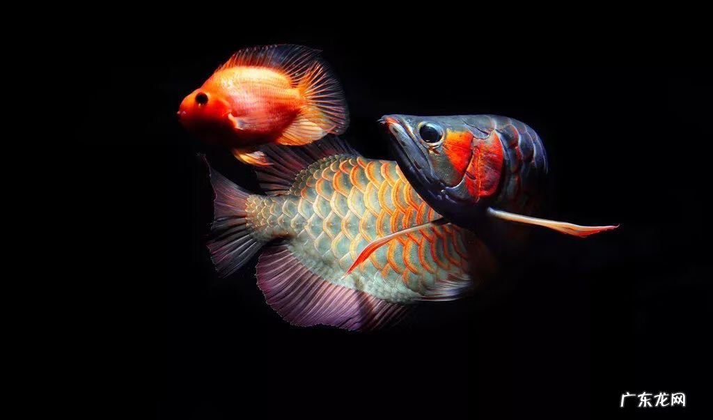 如何养好金龙鱼 养金龙鱼有什么风水