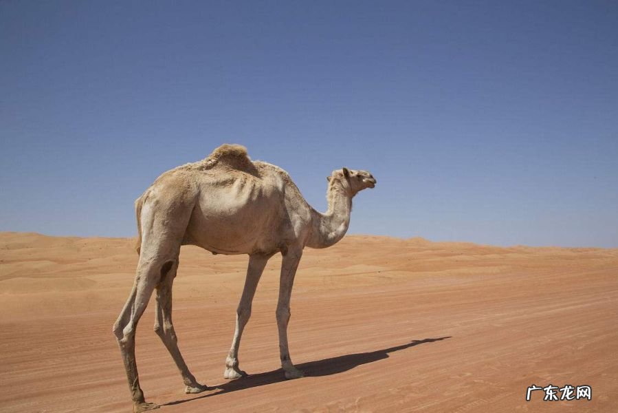 2022年最简单的幸福：白天有说有笑，晚上睡个好觉