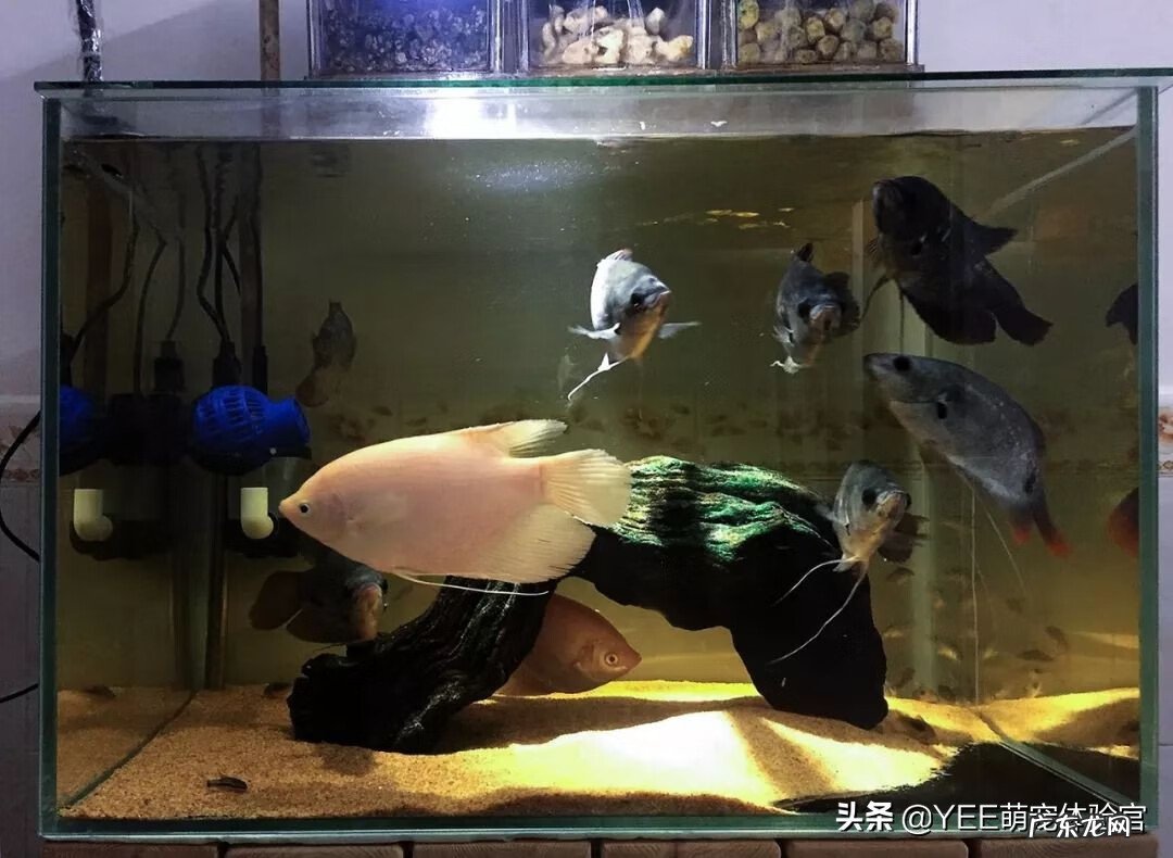 养什么鱼旺桃花运 什么鱼旺风水