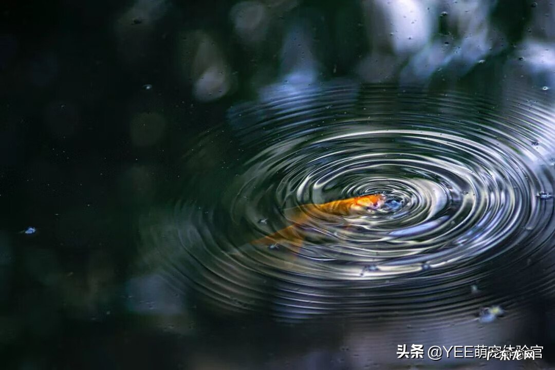 养什么鱼旺桃花运 什么鱼旺风水