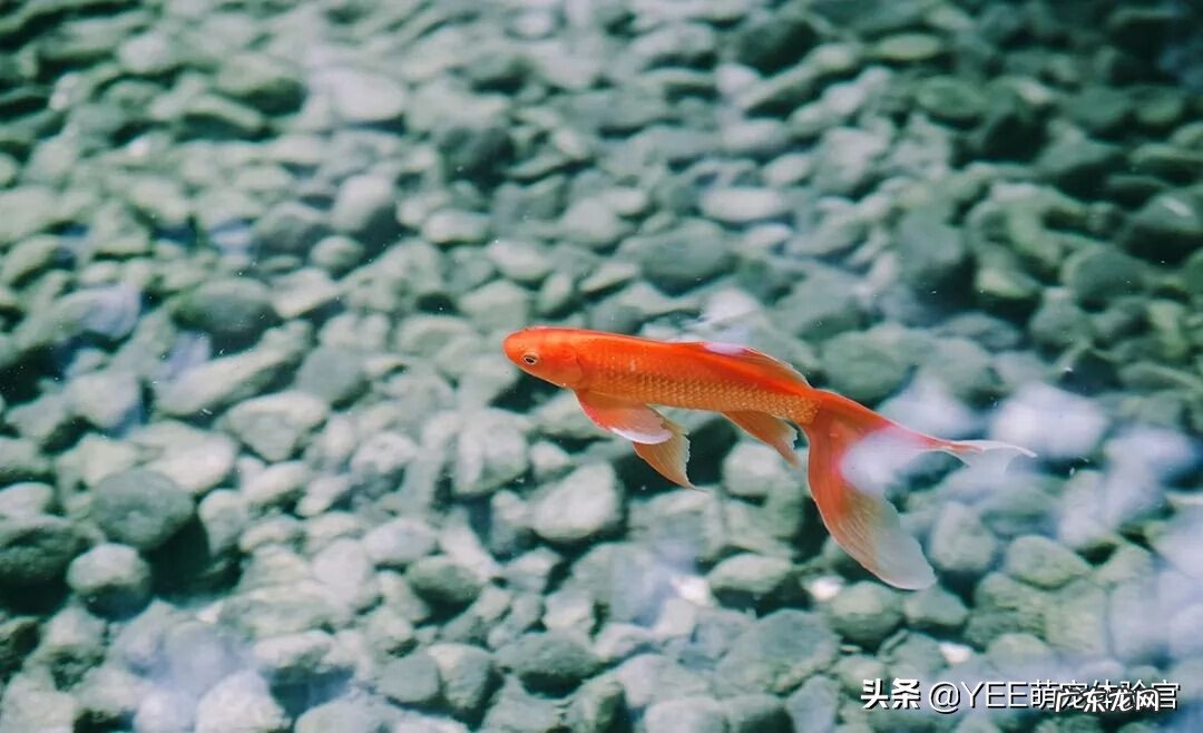 养什么鱼旺桃花运 什么鱼旺风水