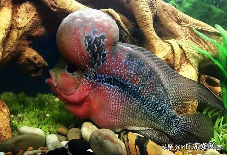 养什么鱼旺桃花运 什么鱼旺风水