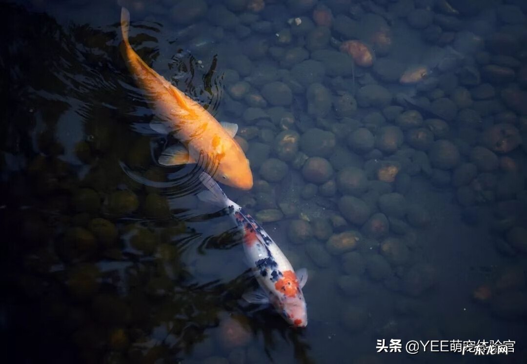 养什么鱼旺桃花运 什么鱼旺风水