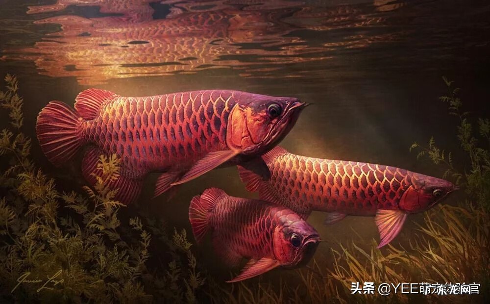 养什么鱼旺桃花运 什么鱼旺风水