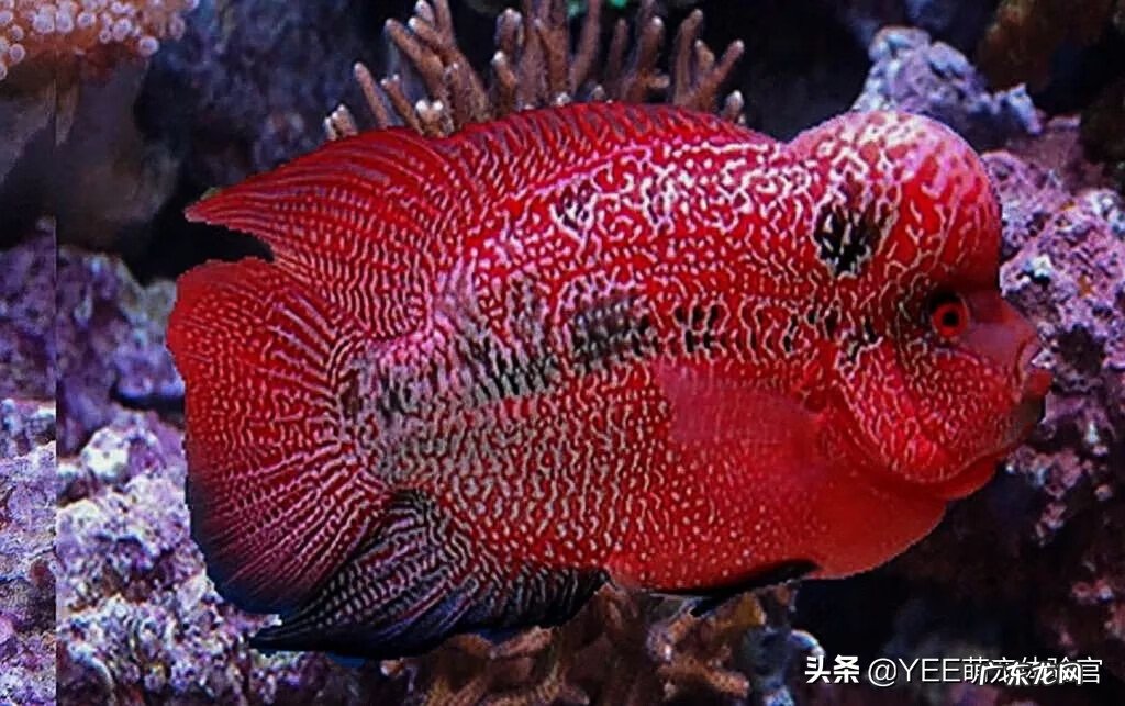 养什么鱼旺桃花运 什么鱼旺风水