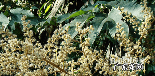 通草的功效与作用禁忌 通草的功效与作用点用