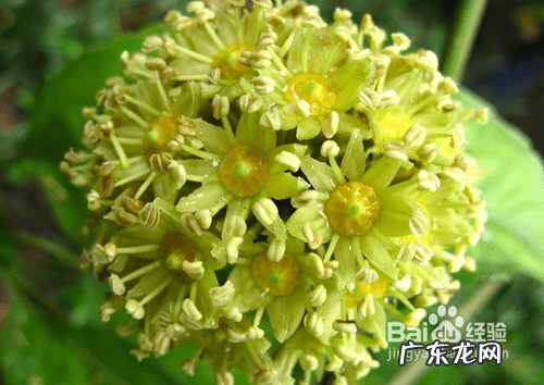 通草的功效与作用禁忌 通草的功效与作用点用