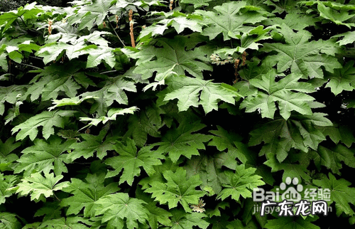 通草的功效与作用禁忌 通草的功效与作用点用