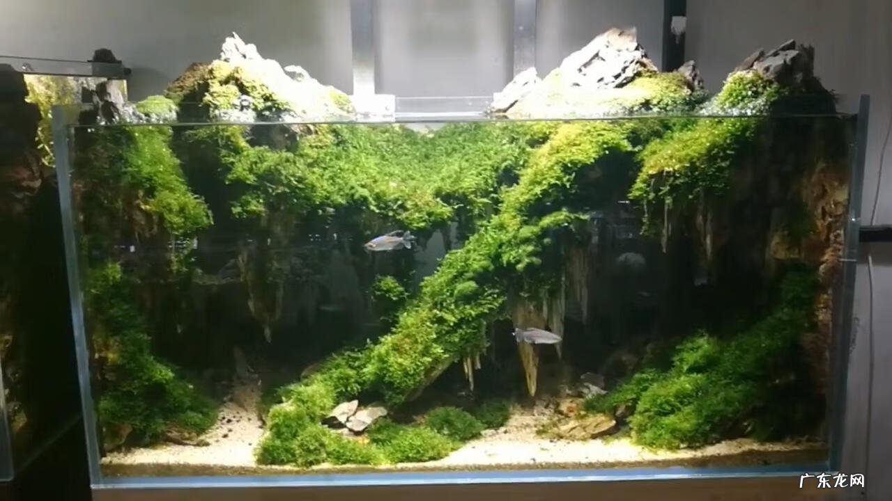 风水鱼缸多大的好 鱼缸多大尺寸对风水最好