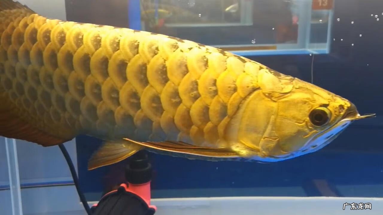 风水鱼缸多大的好 鱼缸多大尺寸对风水最好