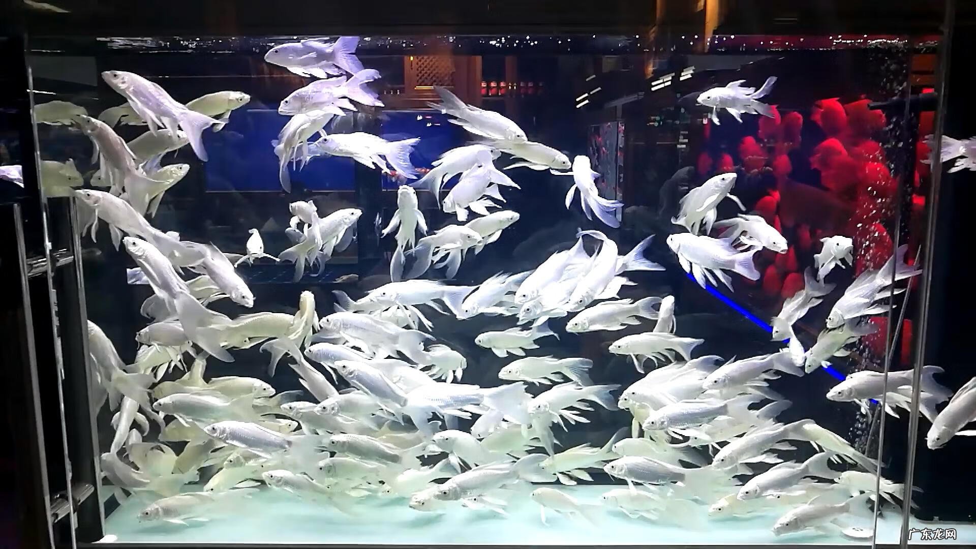 风水鱼缸多大的好 鱼缸多大尺寸对风水最好