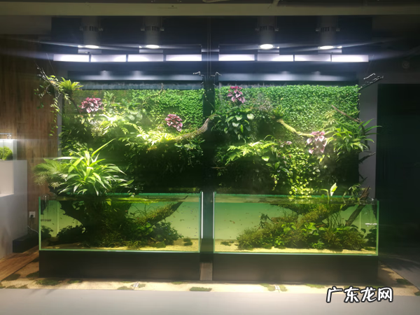 风水鱼缸多大的好 鱼缸多大尺寸对风水最好