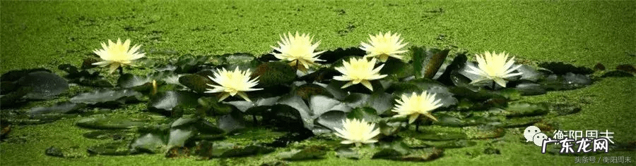 开莲花的风水宝地 荷花地风水宝地