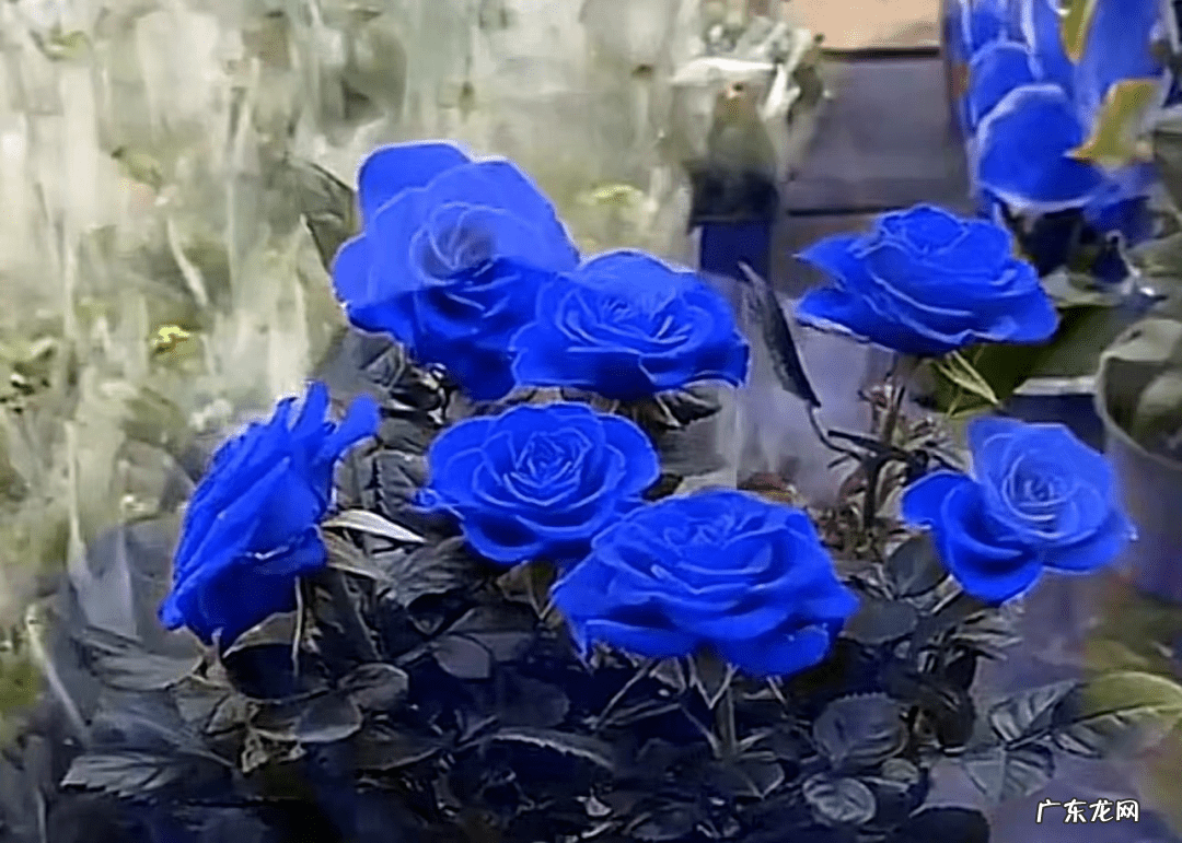 假吊兰图片大全 假花吊兰图片