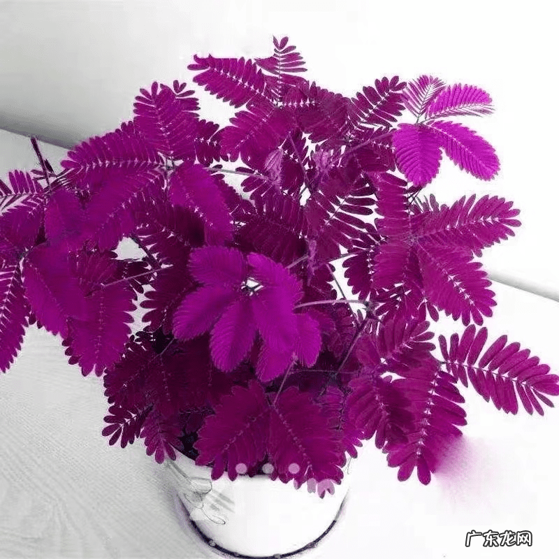 假吊兰图片大全 假花吊兰图片