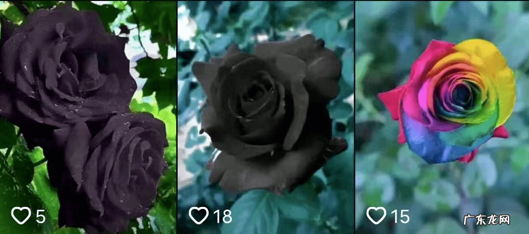 假吊兰图片大全 假花吊兰图片