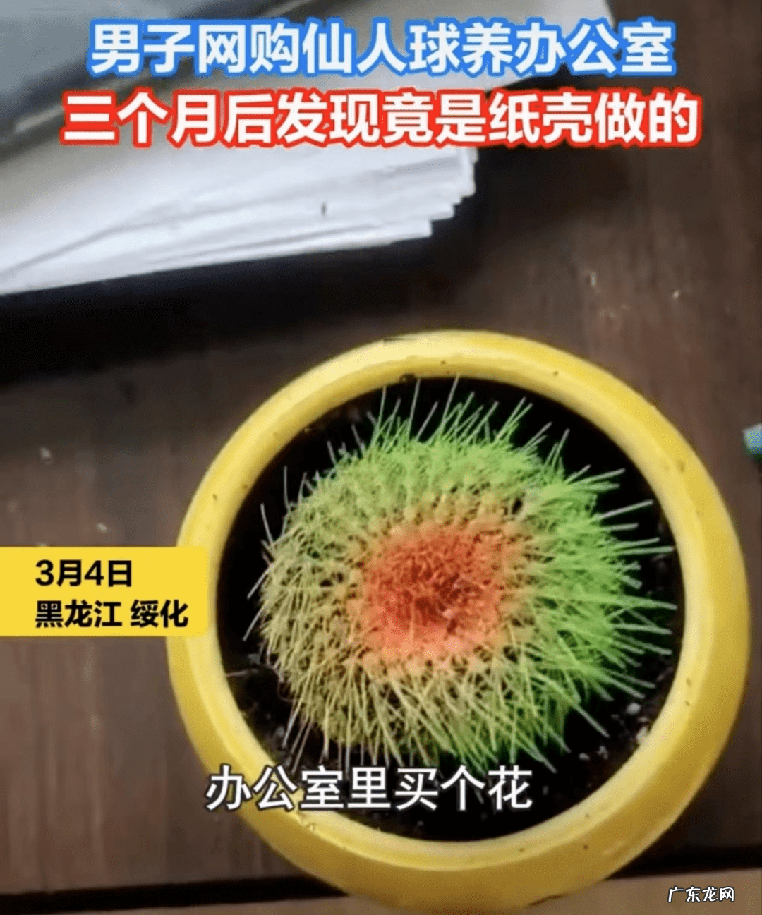 假吊兰图片大全 假花吊兰图片