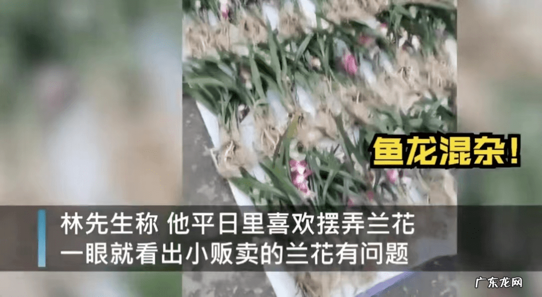 假吊兰图片大全 假花吊兰图片