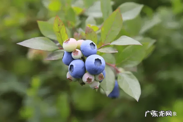 草莓风水上有啥寓意 蓝莓 风水