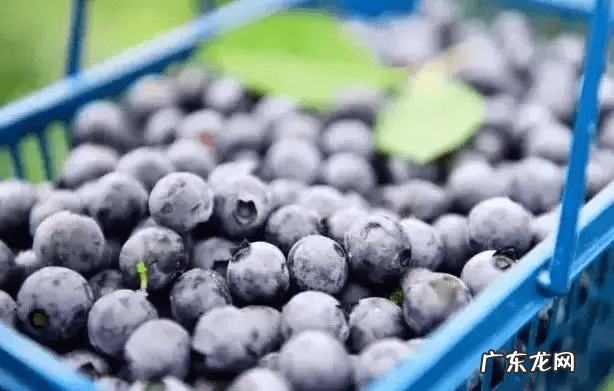草莓风水上有啥寓意 蓝莓 风水
