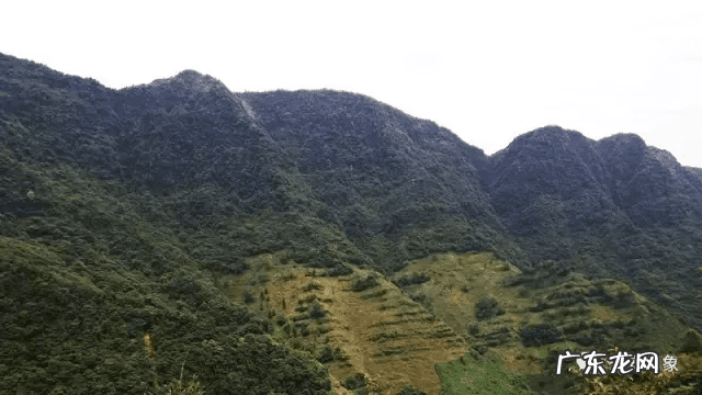 草莓风水上有啥寓意 蓝莓 风水