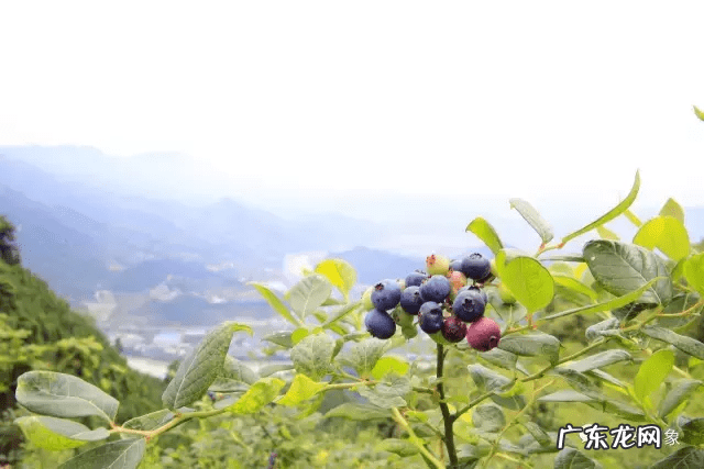 草莓风水上有啥寓意 蓝莓 风水