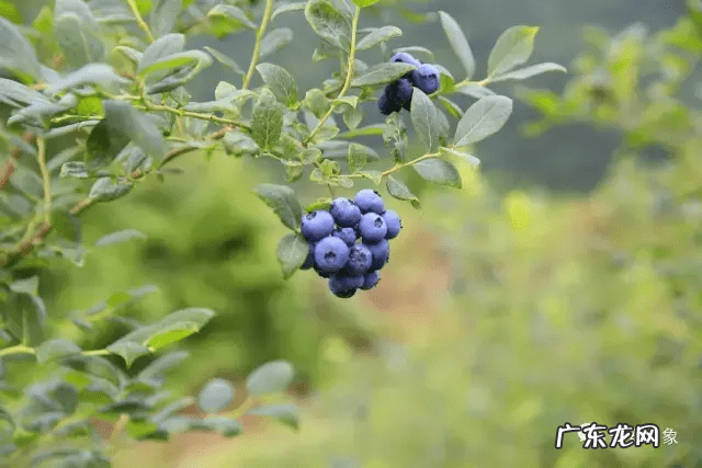 草莓风水上有啥寓意 蓝莓 风水