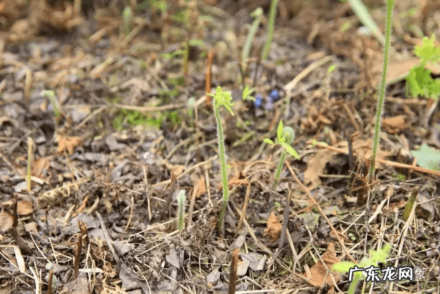 草莓风水上有啥寓意 蓝莓 风水