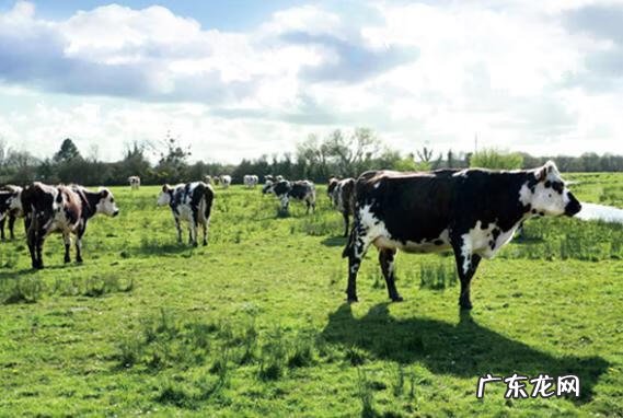 婴儿选择什么样的奶粉好 婴儿喝哪种奶粉好呀