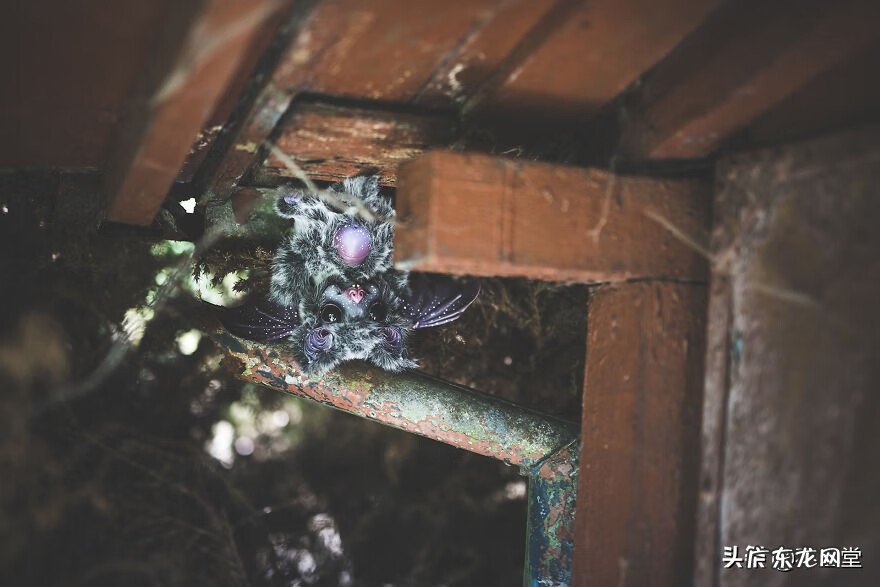 幻想系玩具 幻想玩偶动画