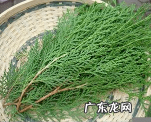 侧柏叶如何洗头 侧柏叶洗头的正确过程