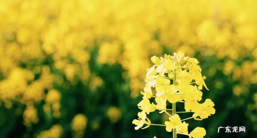 五一哪个地方最适合旅游 五一去哪旅游比较好玩