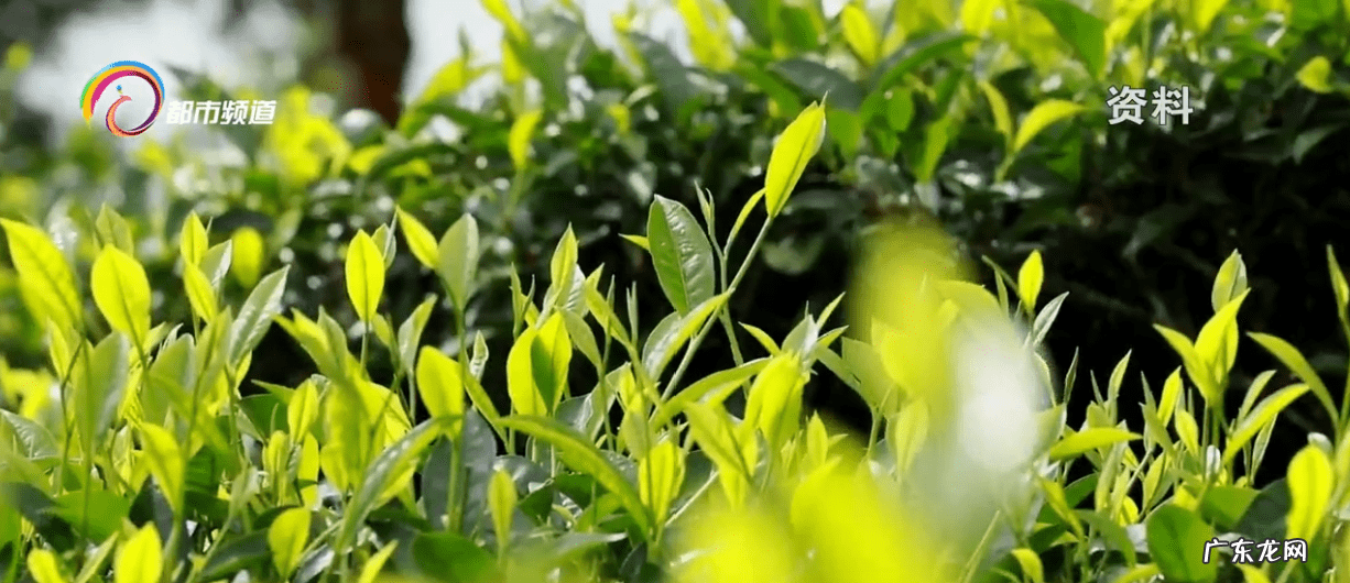 霾是什么天气状况 雾霾天气图片