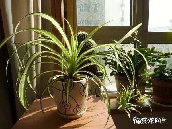 防辐射的植物有哪些 什么防辐射植物