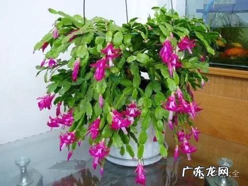 防辐射的植物有哪些 什么防辐射植物