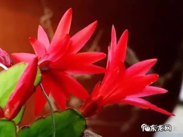 防辐射的植物有哪些 什么防辐射植物